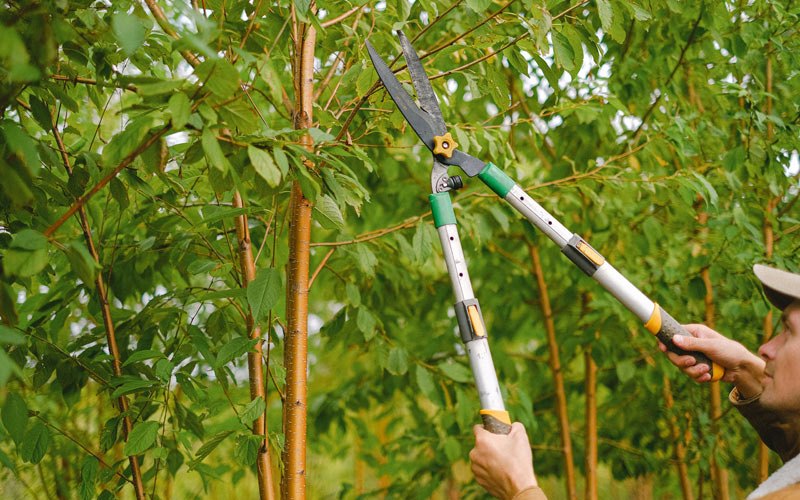 Tree trimming in Scribner, NE